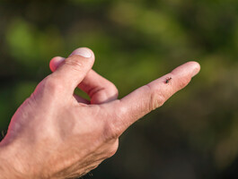 NaturLesen, kleine Ameise, am Zeigefinger | © TVB Naturpark Zirbitzkogel-Grebenzen