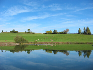 Teich, Kühe, Spigelbild der Wolken | © Naturpark Zirbitzkogel-Grebenzen