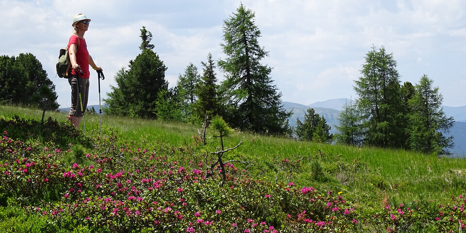 Wanderung zur Almrauschblüte | © TVB Murau-Kreischberg | WEGES