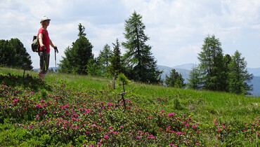 Wanderung zur Almrauschblüte | © TVB Murau-Kreischberg | WEGES