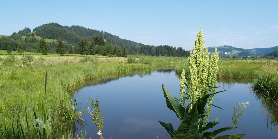 Wasser, Pflanzen, Moor, Steg, Wandern, Natur | © TVB Naturpark Zirbitzkogel-Grebenzen