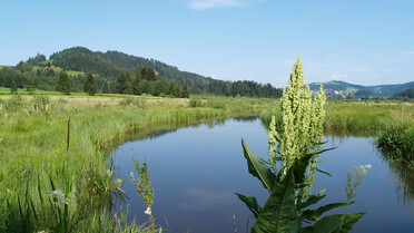 Wasser, Pflanzen, Moor, Steg, Wandern, Natur | © TVB Naturpark Zirbitzkogel-Grebenzen