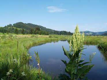 Wasser, Pflanzen, Moor, Steg, Wandern, Natur | © TVB Naturpark Zirbitzkogel-Grebenzen