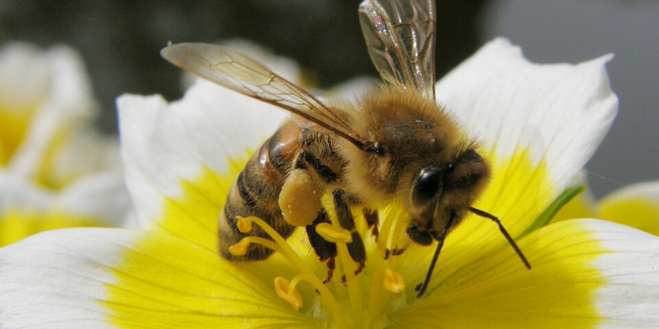 Biene auf Blume | © TVB Naturpark Zirbitzkogel-Grebenzen