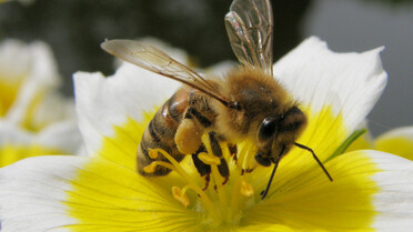 Biene auf Blume | © TVB Naturpark Zirbitzkogel-Grebenzen