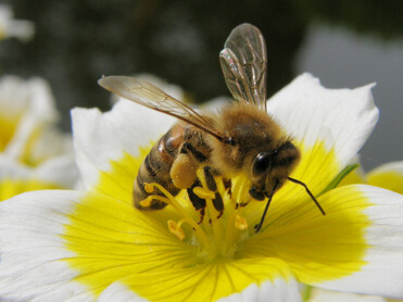 Biene auf Blume | © TVB Naturpark Zirbitzkogel-Grebenzen