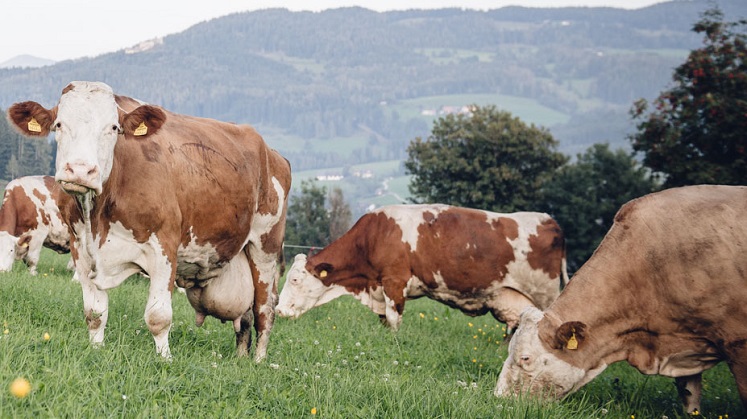 Kühe auf Weide | © Fam. Kalcher