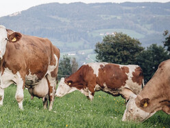 Kühe auf Weide | © Fam. Kalcher