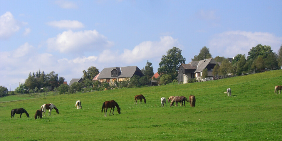 Wiese, Pferde, Bauernhof | © Naturpark Zirbitzkogel-Grebenzen