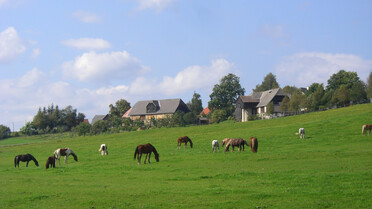 Wiese, Pferde, Bauernhof | © Naturpark Zirbitzkogel-Grebenzen