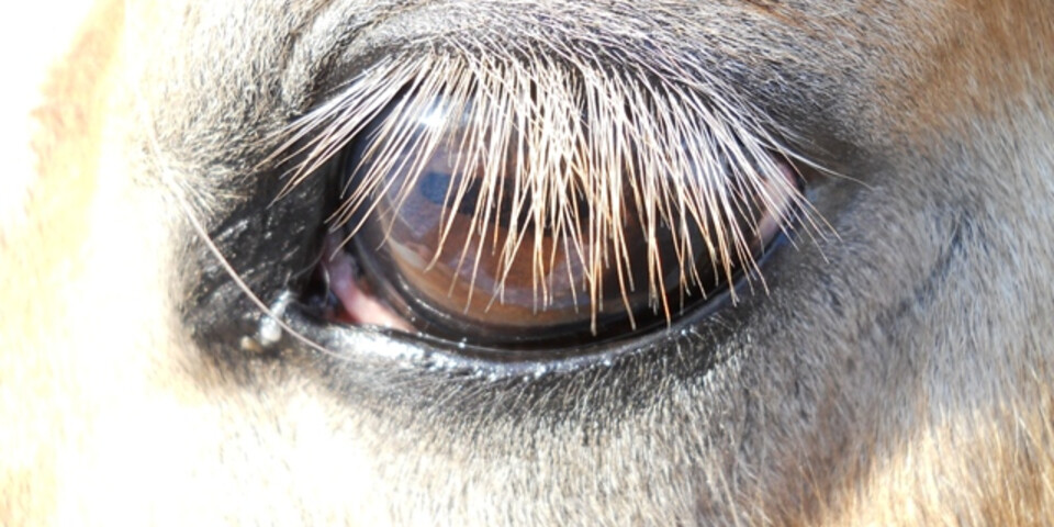 Auge Pferd | © Schilcherhof
