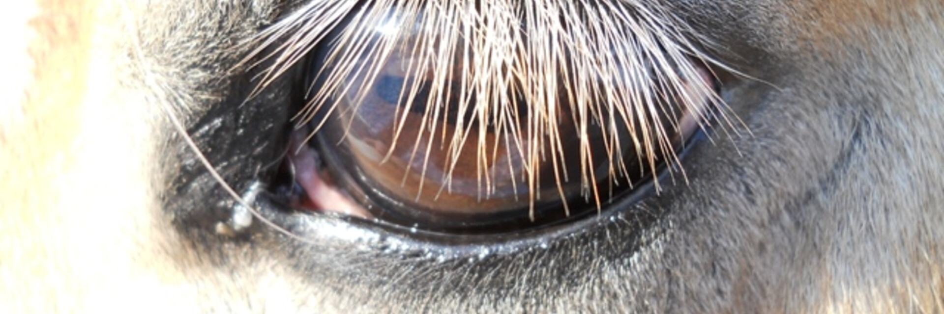 Auge Pferd | © Schilcherhof