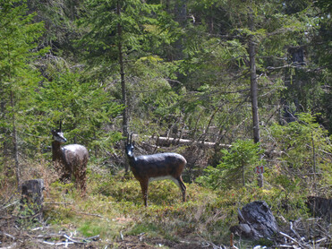 Zirbitzkogel, Mühlen, Wildtiere, 3D,  | © Gottfried Eichhöbl