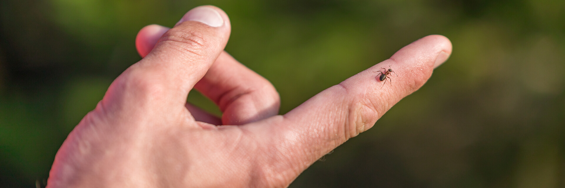 NaturLesen, kleine Ameise, am Zeigefinger | © TVB Naturpark Zirbitzkogel-Grebenzen | Mediadome