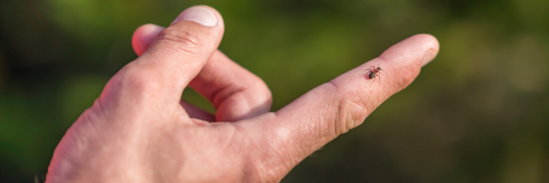 Ameise am Finger | © TVB Naturpark Zirbitzkogel-Grebenzen | Mediadome NaturLesen, kleine Ameise, am Zeigefinger | © TVB Naturpark Zirbitzkogel-Grebenzen | Mediadome