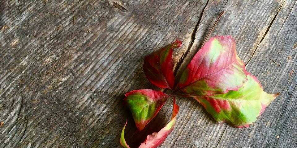 Holztisch mit einem herbstlichen Blatt