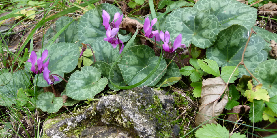 violettes Veilchen, Stein, Wiese