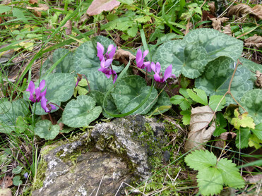 violettes Veilchen, Stein, Wiese