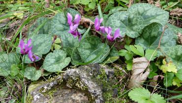 violettes Veilchen, Stein, Wiese