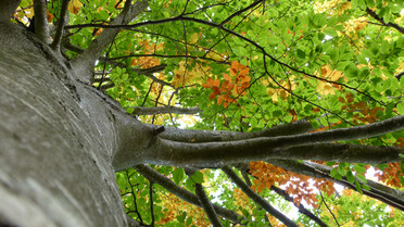 Blick von unten nach oben, Blätter, Baum