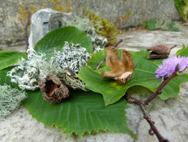grüne Blätter, Flechten, violette Blume, 