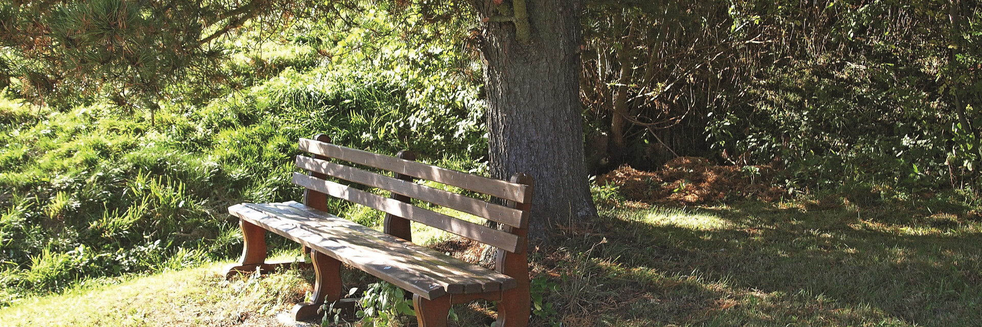 Bank in der Sonne Holzbank, Baum, Wiese
