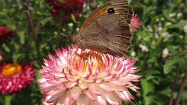 rosarote Blume mit Schmetterling