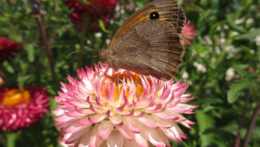 rosarote Blume mit Schmetterling