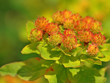 orange Blume mit Blättern