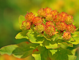 orange Blume mit Blättern