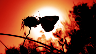 Schmetterling auf Blume, Sonnenuntergang | © Pixapay