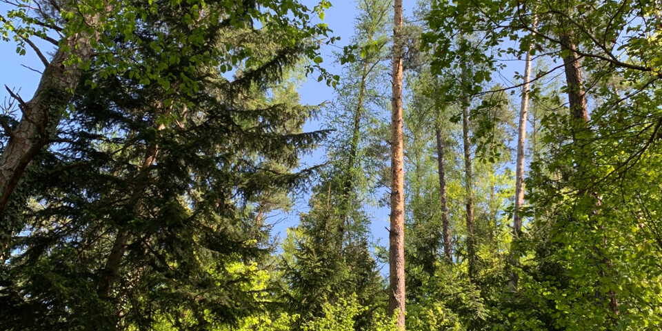 hohe Bäume, dichter Wald