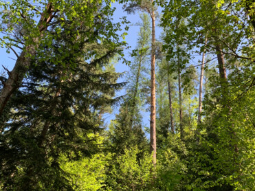 hohe Bäume, dichter Wald