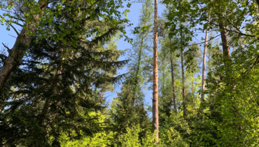 hohe Bäume, dichter Wald