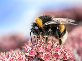 Erdhummel | © Pixabay_Myriams-Fotos Detailaufnahme Hummel, Blume | © Pixabay_Myriams-Fotos