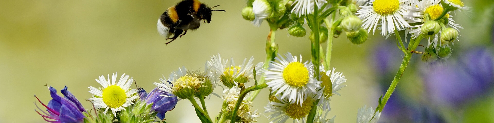 Erdhummel | © Pixabay Hummel im Flug | © Pixabay