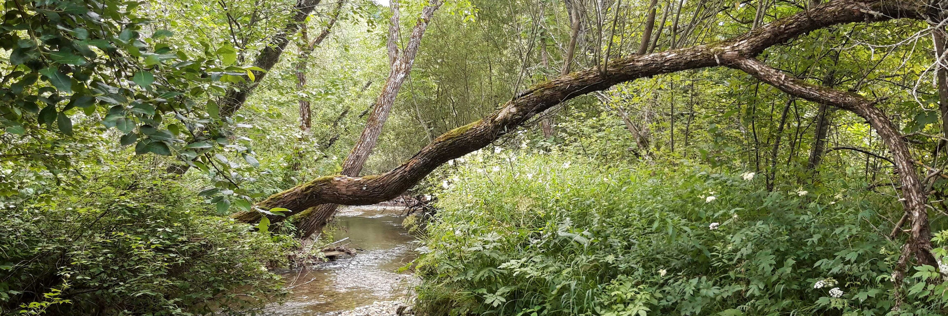 Moor, Baum | © Naturpark Zirbitzkogel-Grebenzen