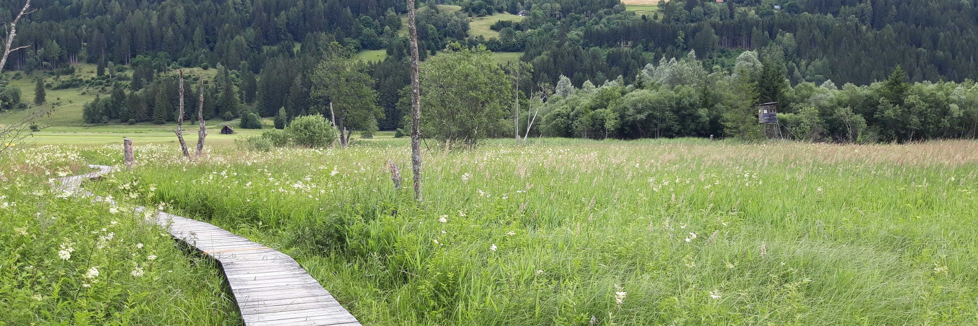 Hörfeld Moor mit Steg | © Naturpark Zirbitzkogel-Grebenzen Steg, Wiese, Moor | © Naturpark Zirbitzkogel-Grebenzen
