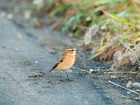 Braunkelchen | © Naturpark Zirbitzkogel-Grebenzen Vogel | © Naturpark Zirbitzkogel-Grebenzen