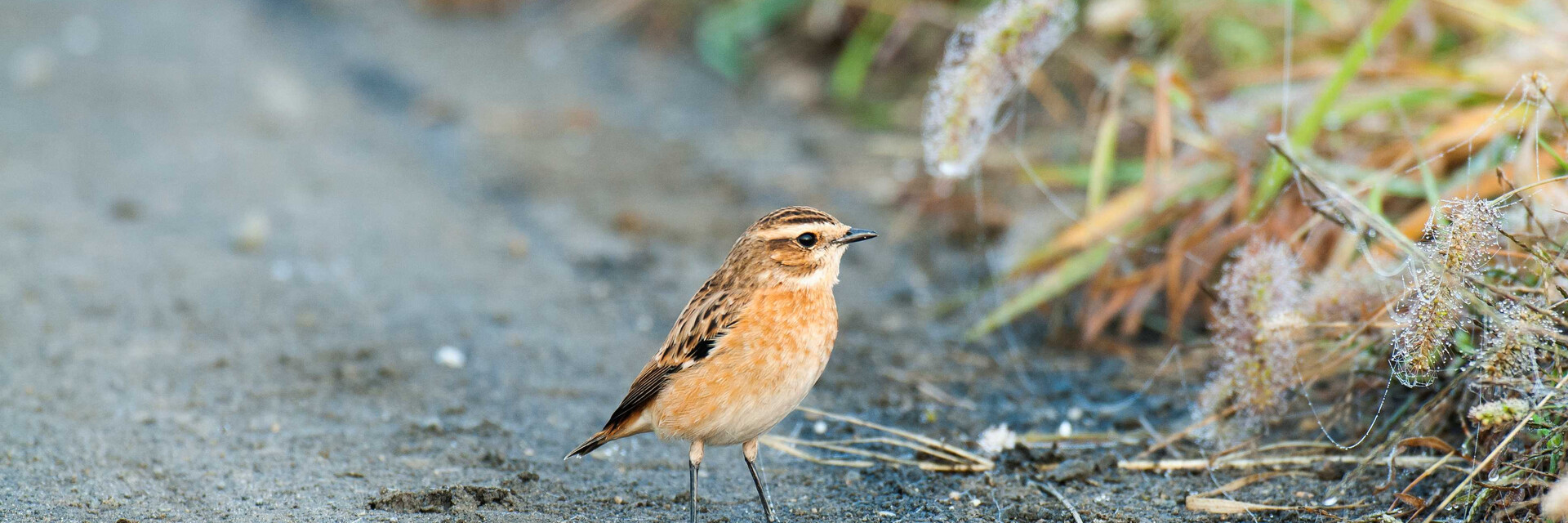 Vogel | © Naturpark Zirbitzkogel-Grebenzen