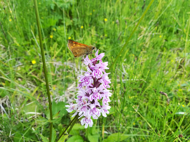 Blume, Schmetterling | © Naturpark Zirbitzkogel-Grebenzen