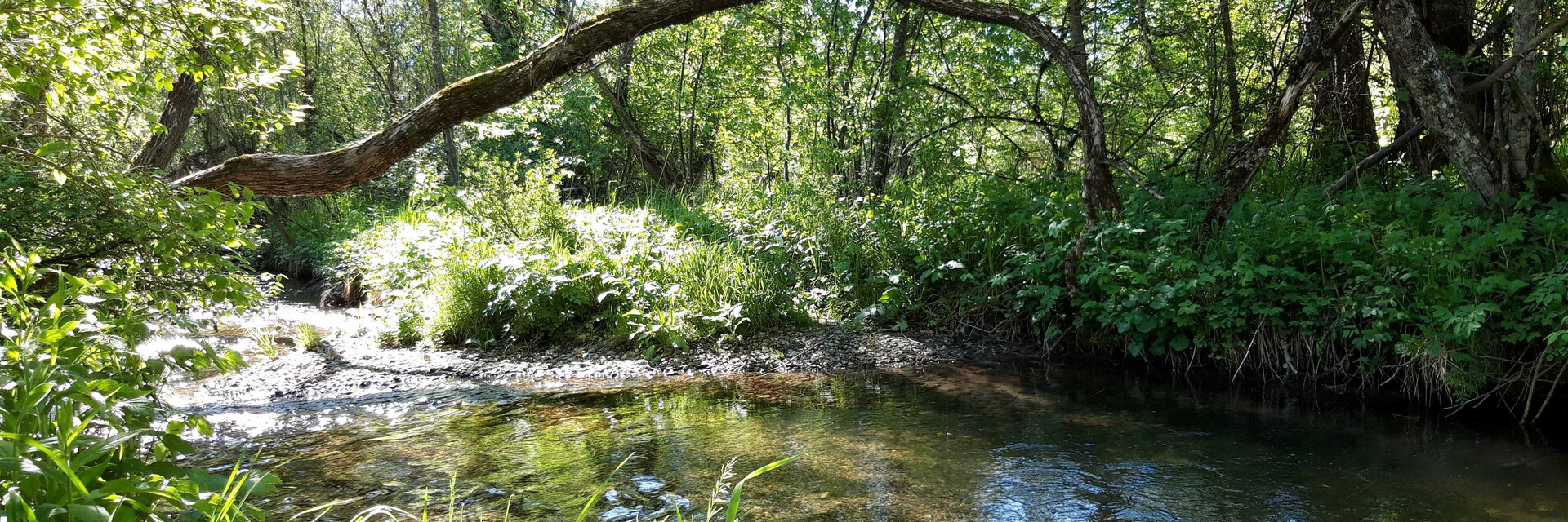 Wasser, Bäume | © Naturparkverein