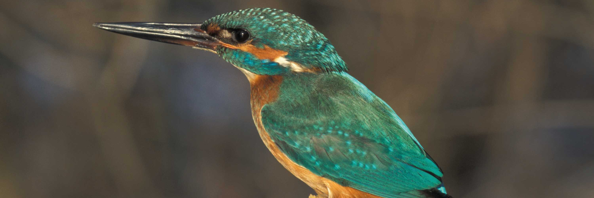 Eisvogel | © ARGE Naturschutz Vogel | © ARGE Naturschutz