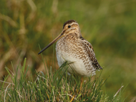 Bekassine | © M.Dvorak, Birdlife Österreich Vogel | © M.Dvorak, Birdlife Österreich
