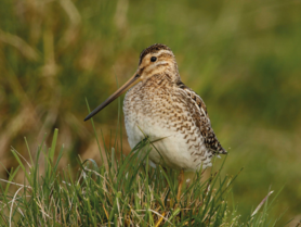 Vogel | © M.Dvorak, Birdlife Österreich