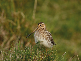 Vogel | © M.Dvorak, Birdlife Österreich