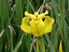 gelbe Blume | © Naturparkverein Zirbitzkogel-Grebenzen
