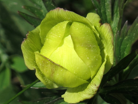 gelb-grüne Blume | © Manfred Reibenbacher