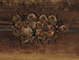 Fledermaus - Mausohr | © ARGE Naturschutz Tiere | © ARGE Naturschutz