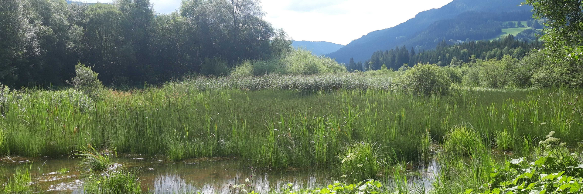 Wiese, Tümpel, Schilf | © Naturpark Zirbitzkogel-Grebenzen